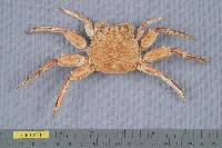 藏品(鱗形斜紋蟹)的圖片